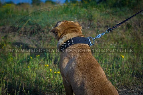 Shar-Pei Collars UK