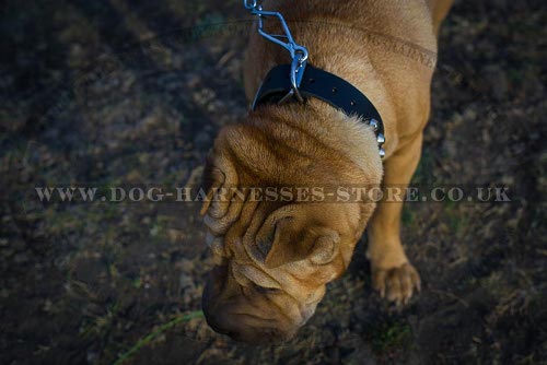 Shar-Pei Collars UK