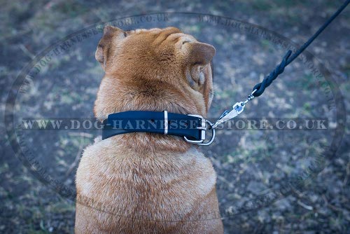 Leather Dog Collar with ID Tag