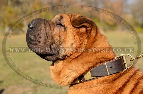 Shar-Pei Collars UK