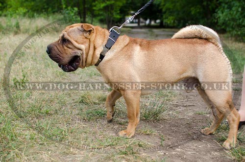 Shar-Pei Collars UK