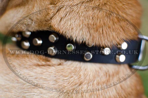 Shar-Pei Collars UK