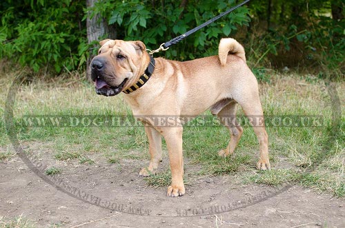 Shar-Pei Collars