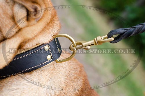 Shar-Pei Collars UK