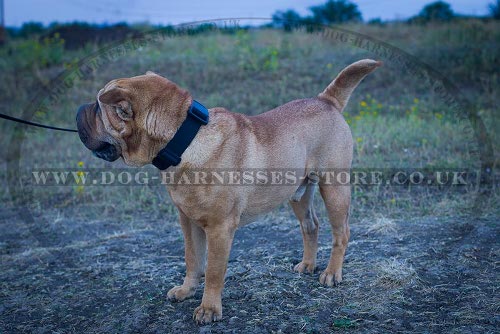 Shar-Pei Collars UK