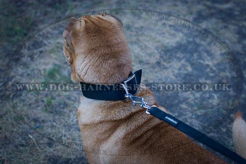 Shar-Pei Collars UK