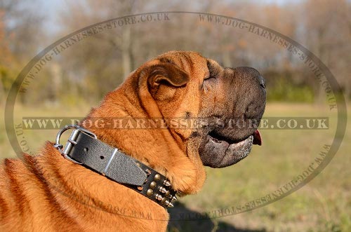 Shar-Pei Collars UK