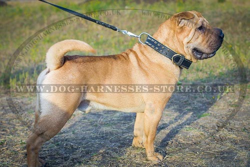 Shar-Pei Collars UK