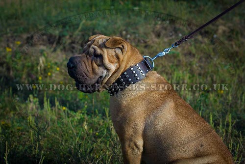 Shar-Pei Collars UK