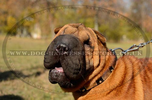 Shar-Pei Dog Collar