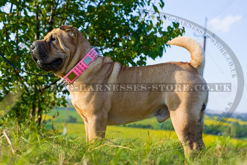 Shar Pei Dog Collar Of Pink Leather For Female Pet 69 60