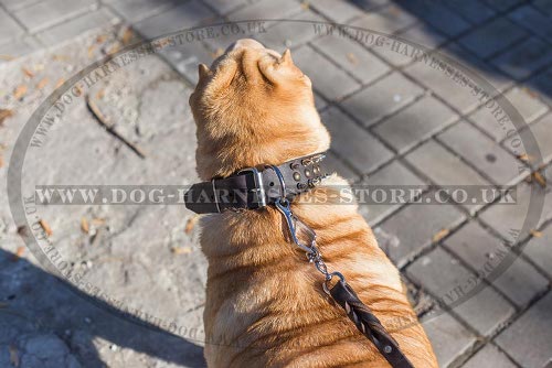 Shar-Pei Dog Collar