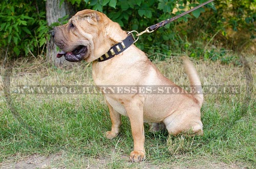 Shar-Pei Dog Collar