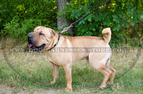 Shar-Pei Dog Collar