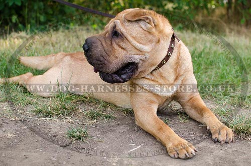 Shar-Pei Dog Collar