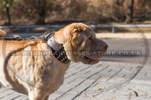 Shar-Pei Dog Collars