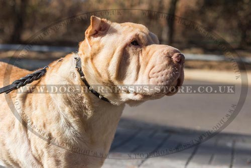 Shar-Pei Dog Collars