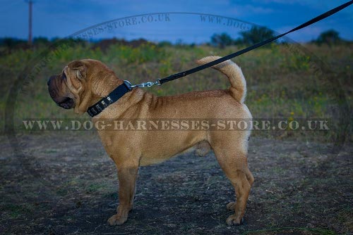 Shar-Pei Dog Collars