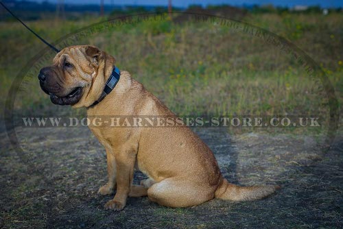 Shar-Pei Dog Collars