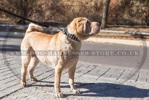 Shar-Pei Dog Collars