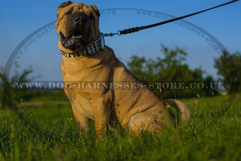 Shar Pei Dog Collar Of White Leather With Cones And Spikes