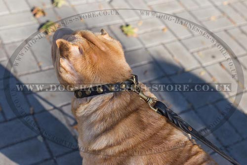 Shar-Pei Puppy Collars