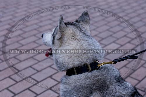 Siberian Husky Dog Collars