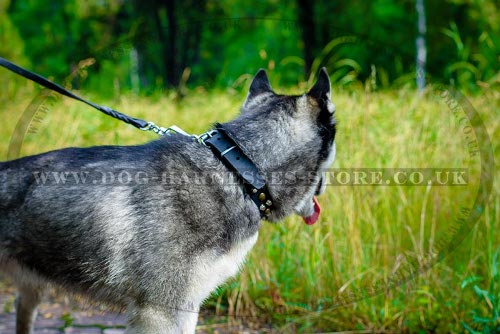 Siberian Husky Dog Collars