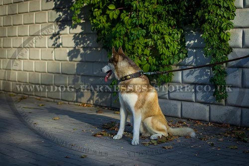 Siberian Husky Dog Collars
