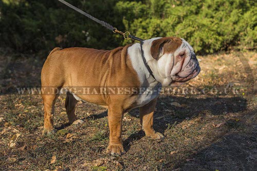 British Bulldog Collar UK