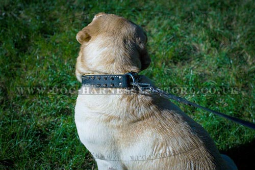 Soft Collar for Dogs