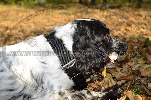 Spaniel Collars UK