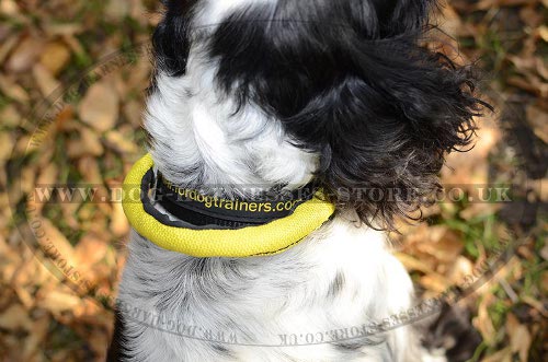 Spaniel Dog Collar UK Nylon