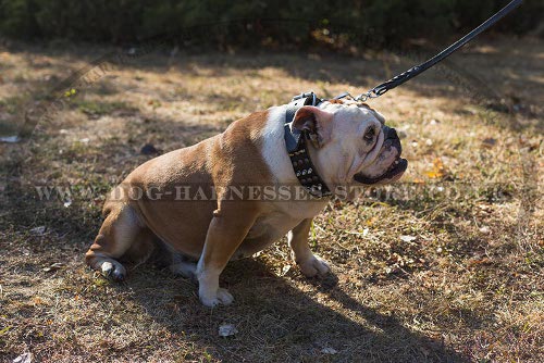 British Bulldog Collars UK