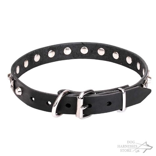 Star Dog Collar UK