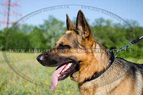 Collars for German Shepherd Dogs for Sale