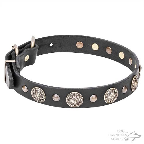 Studded Dog Collar