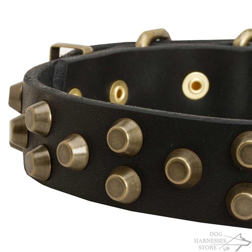 Studded Dog Collars