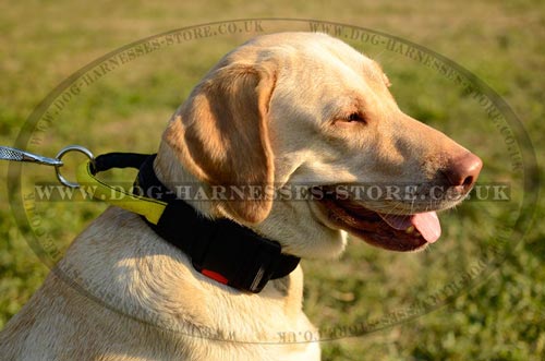 Dog Training Collar with Handle