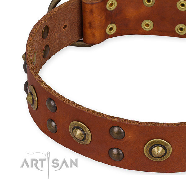 Tan Studded Dog Collar