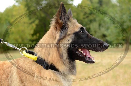 Tervuren Collar