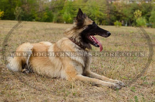 Tervuren Collar