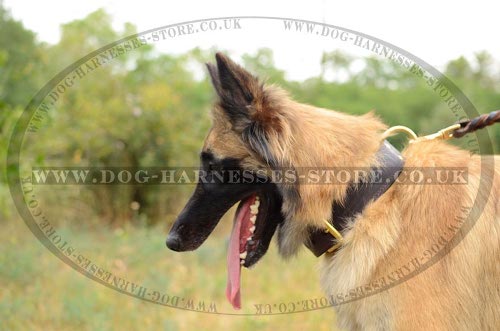 Tervuren Collar