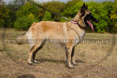 Tervuren Collar