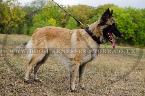 Tervuren Collar