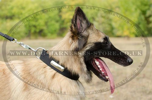 Dog Collar with Name Plate UK
