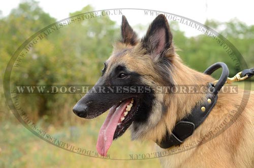 Tervuren Collar