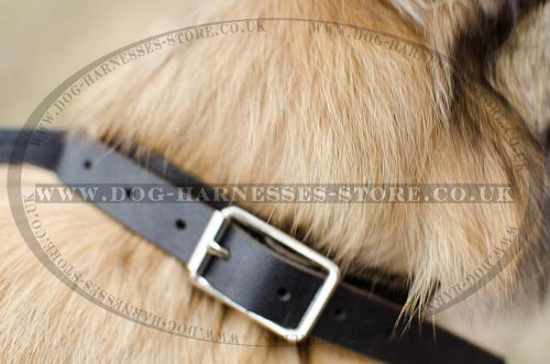 Tervuren Collars