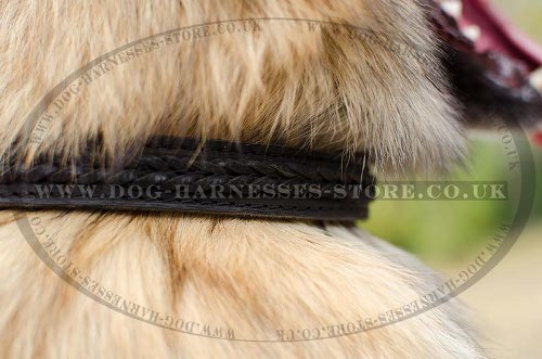 Tervuren Collars