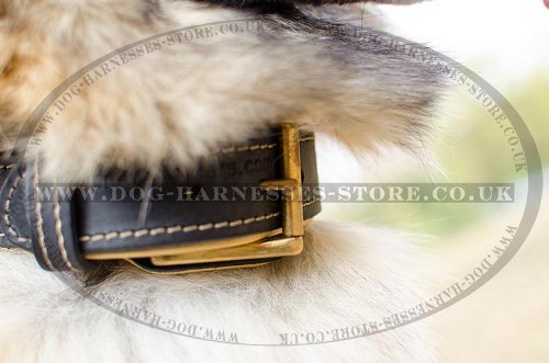 Tervuren Collars